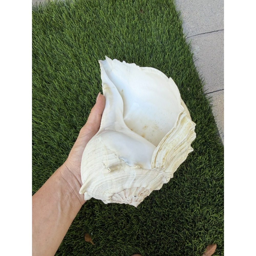 Large Natural Queen Conch Shell 11" White Beach Decor Chipped Damaged